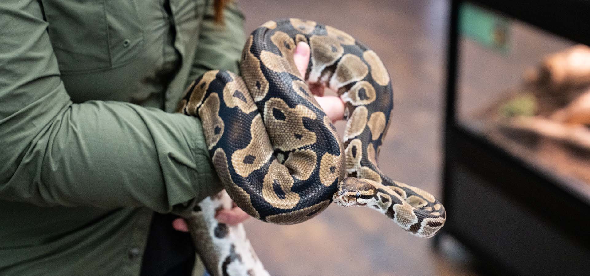 Spring Creek Greenway Nature Center Snake